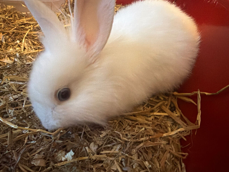 2 beautiful white rabbit with bright blue eyes