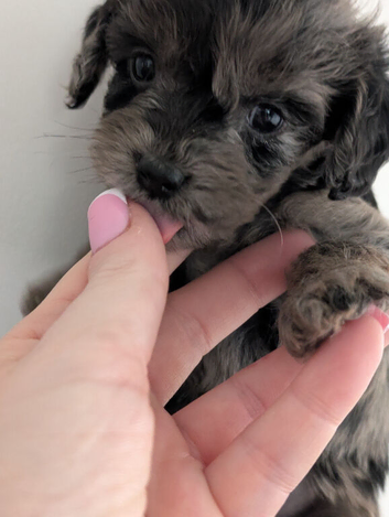 Beautiful mixed cockapoo and cavapoo puppies