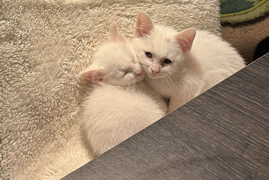 3 lovely kitten , 2 whites and a long hair tabby