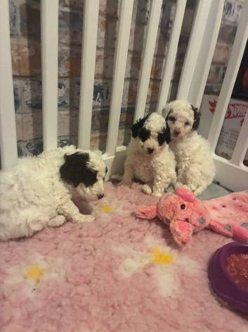 Toy poodles x mini cockapoo