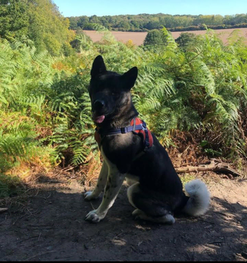Akita Stud Available - Odin
