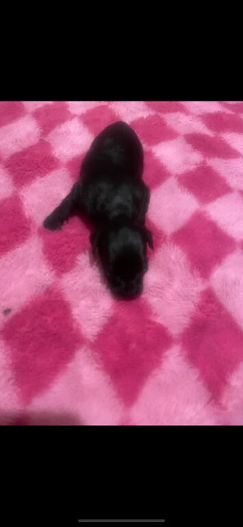 Papillon