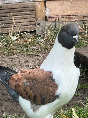A pair ofVery nice colour and very good quality and good healthy Modena pigeon