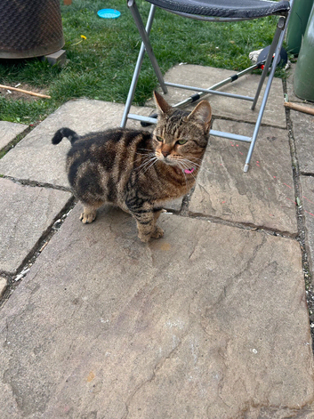 Tabby girl