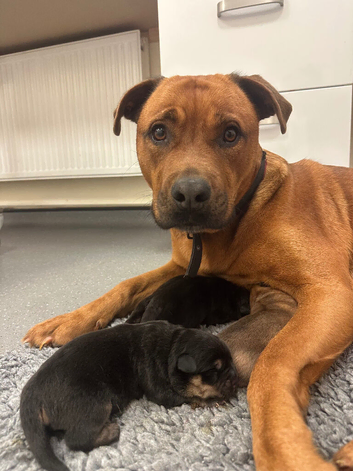 Rottweiler puppies