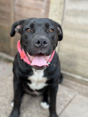 Staffy x Mastiff Female