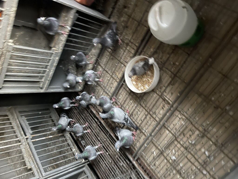 I have. 12 racing pigeons for sale