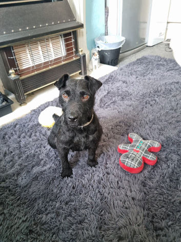 Mixed breed Patterdale