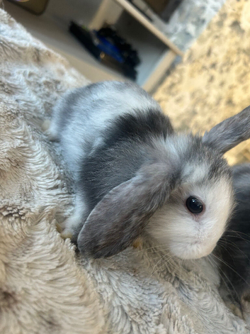 Bunnys for sale