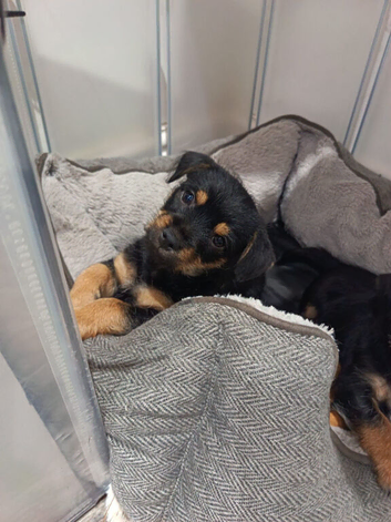 Beautiful Chorkie puppies, only 1 boy left