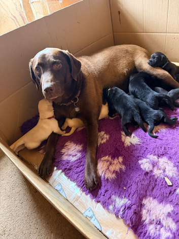 Kc Laabpark puppies