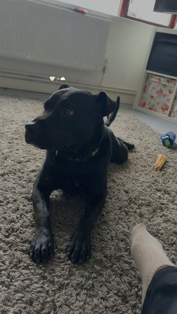Beautiful staffy x shar pai
