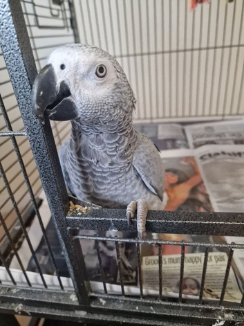 Buitiful Congo African grey forsale
