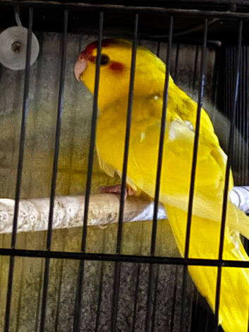 3 beautiful kakariki for sale