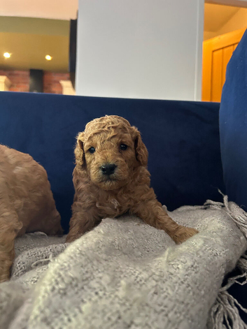 Beautiful Golden Cockapoo Puppies