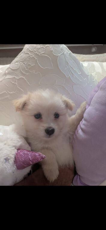 Beautiful pomchi boy puppy