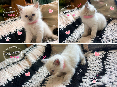 Ragdoll Blue Point Kittens