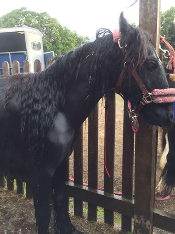Mini coblet gelding