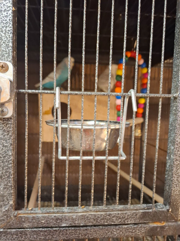 Bonded pair of budgies