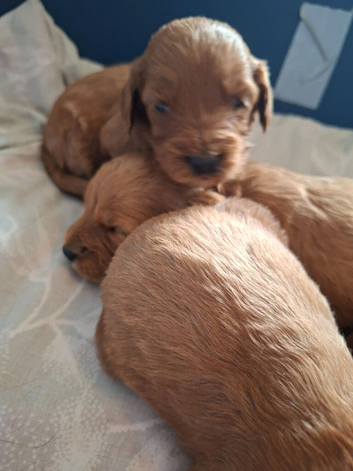 F1 cockapoo puppies