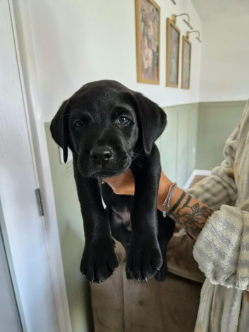 Beautiful black Labradors