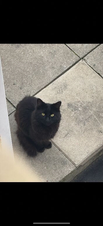 Black male fluffy cat