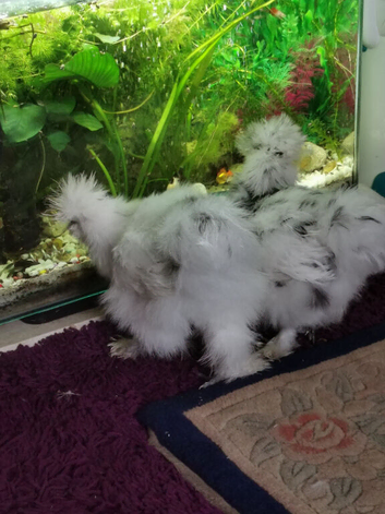 2 x silkies