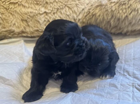 Shih Tzu X Jack Russell puppies
