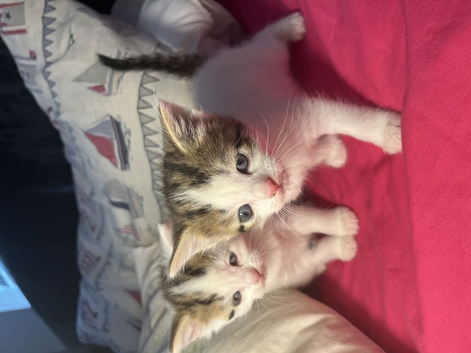 Molly's kittens ( Half ragdoll ) in Bridgend