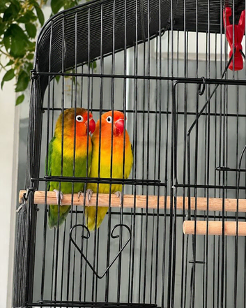 * 2 Lovebirds, Cage, Food & Accessories
