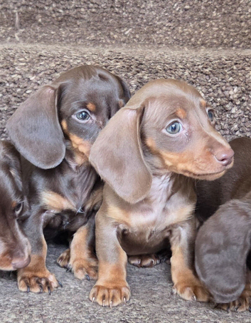 Gorgeous mini Dachshund