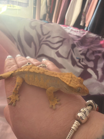 Crested Gecko for rehome