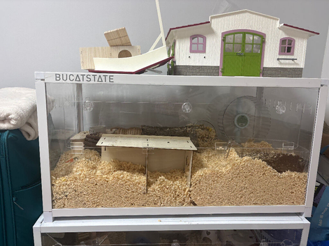 Syrian hamster female