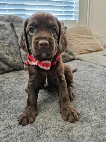 Cockapoo puppies for sale