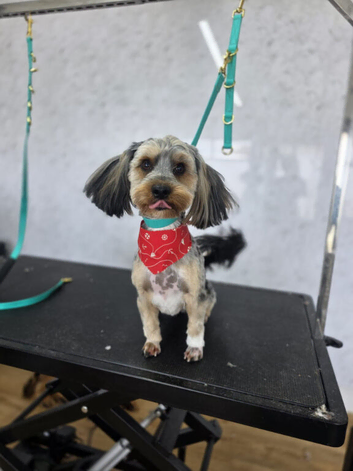 Blue merle Yorkshire Terrier