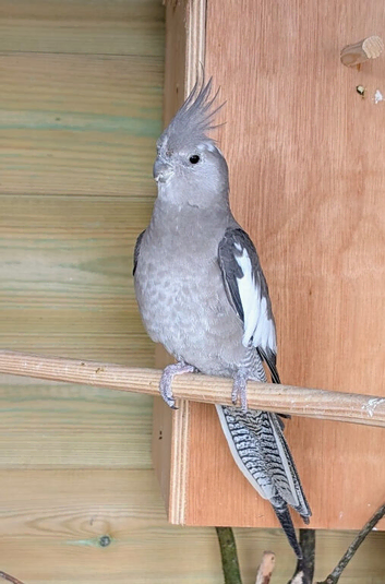 Grey Cockatiel - Hen - DNA Certified