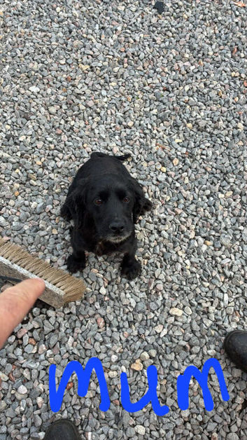 Cockapoo x dachshund