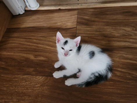 5 x kittens for sale
