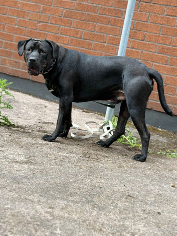 13 Month Lab x Presa | DNA Tested