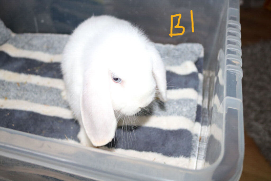 Stunning Mini Lop's - Bucks