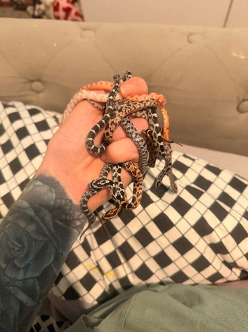 Snakelet corn snakes ( babies)