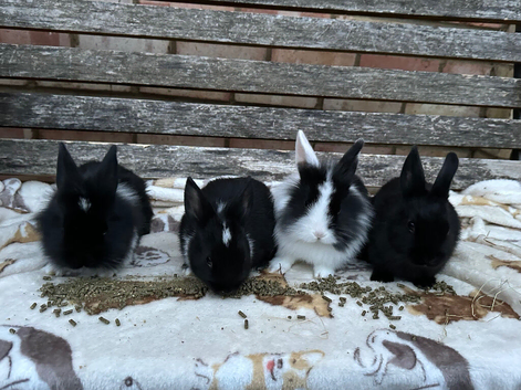Mini Rex x Lionhead Bunnies.