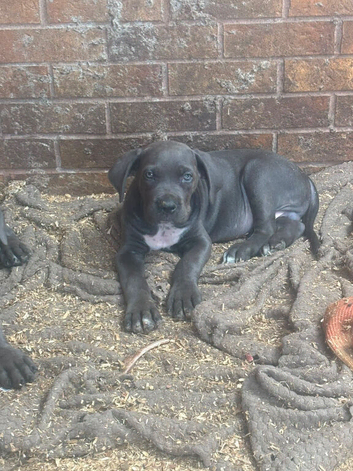Make cane corso 10 weeks