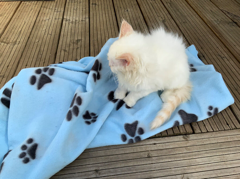 5 STUNNING RAGDOLLS