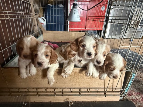 Working cocker spaniel ***only 2 boys left***