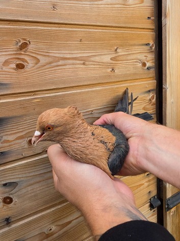 Archangel cock