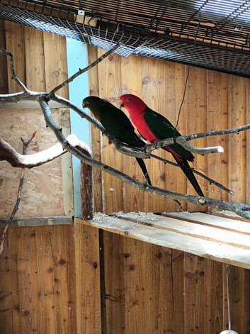 Proven pair king parrots