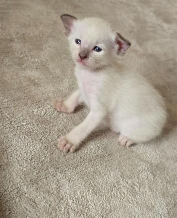 Sweet siamese little boy