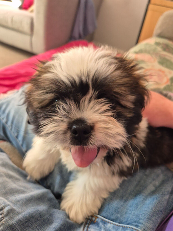 puppy needs a home
