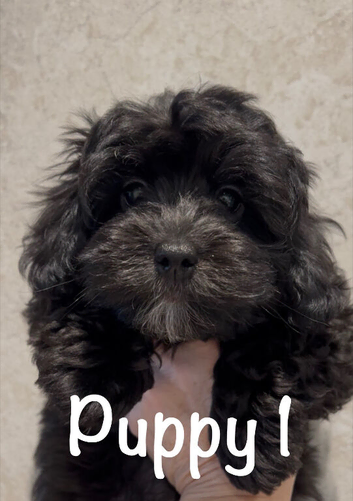 Fully DNA Health Tested F1 Maltipoo Puppies
